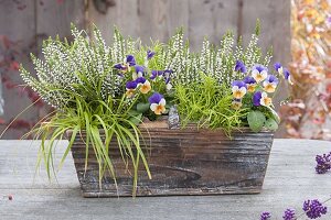 Wooden box with Calluna 'Alicia' (bud heather), Viola cornuta