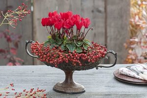 Alte Obstschale mit Fuß bepflanzt mit Cyclamen (Alpenveilchen), Rosa