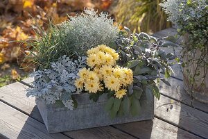 Cineraria maritima, chrysanthemum