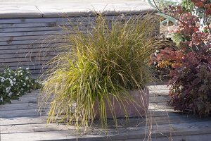 Various Carex (sedge) together in terracotta box