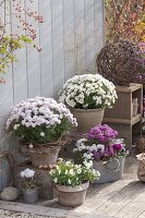 Topfarrangement mit Chrysanthemum (Herbstchrysanthemen)