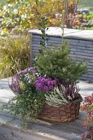 Autumn basket, Picea abies, Calluna Twin-Girls