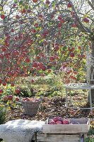 Apfelbaum (Malus) mit vielen Früchten im Spätherbst