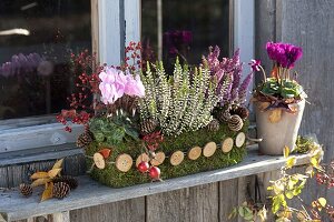 Mooskasten mit Cyclamen (Alpenveilchen), Calluna vulgaris 'Alisa'