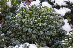 Pak Choi auch Pak Choi (Brassica rapa chinensis) im Schnee