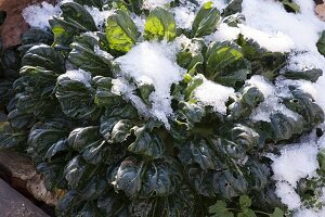 Pak Choi auch Pak Choi (Brassica rapa chinensis) im Schnee