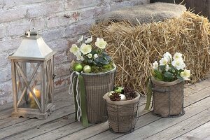 Christmas roses with winter protection on the terrace