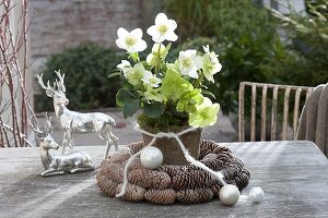 Helleborus niger (Christmas rose) in cones wreath