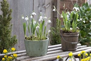 Töpfe mit Galanthus nivalis (Schneeglöckchen) auf Schlitten