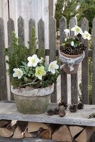 Pots with Helleborus niger and Picea glauca 'Conica'