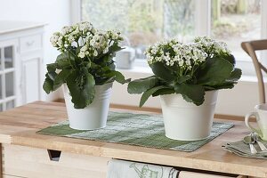 Kalanchoe 'Swan', 'Ewbank' blooming on sideboard