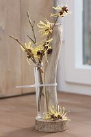 Moderne Dekoration mit Zweig von Hamamelis 'Pallida' (Zaubernuss)