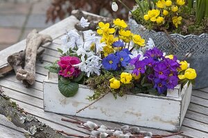 White wooden box with Primula (primrose), Puschkinia scilloides