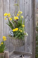 Korb mit Narcissus 'Tete a Tete' (Narzissen), Ranunculus (Ranunkeln)