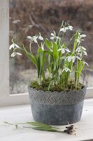 Galanthus nivalis (snowdrop) in gray pot