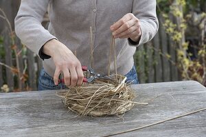 Primel im Gras-Nest