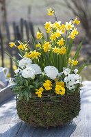 Narcissus 'Tete a Tete' (Narzissen), Ranunculus (Ranunkeln)