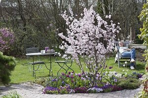 Prunus sargentii 'Accolade' (Early ornamental cherry)