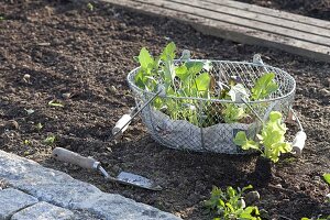 Young cabbage and salad plants for planting