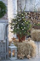 Picea abies (Rotfichte) als lebender Weihnachtsbaum auf Strohballen,