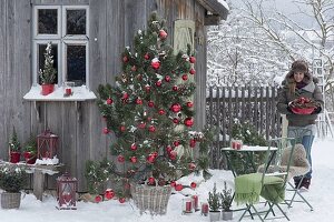 Pinus (pine) as a living Christmas tree with cones