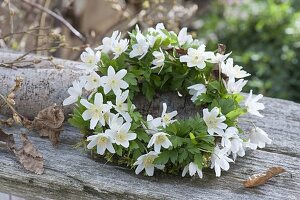 Kränzchen aus Anemone nemorosa (Buschwindröschen)