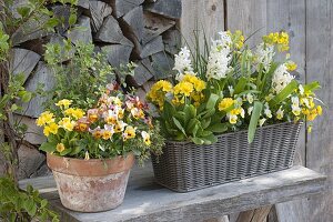 White-yellow planted basket box