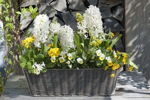 White-yellow planted basket box