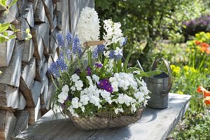 Korb mit Viola cornuta Callisto 'White' (Hornveilchen), Primula (Primel