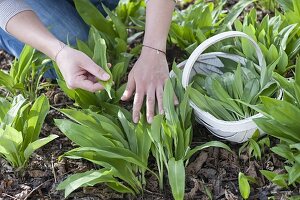 Frau erntet Bärlauch (Allium ursinum)