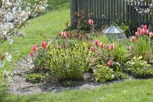 Spring flower bed with tulips