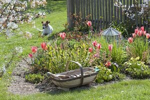 Frühlingsbeet mit Tulpen