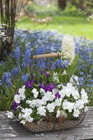 Basket with Viola cornuta Callisto 'White' (Horned Violet), Primula