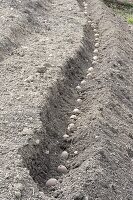 Growing potatoes in the hillside