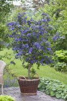 Solanum rantonnetii (gentian tree) in wicker basket