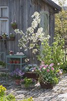 Spring at the tool shed, Malus 'Evereste'