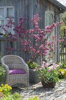 Malus 'Liset' (ornamental apple) on the tool shed