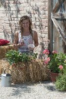 Grow strawberries on straw bales