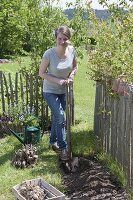 Plant dahlias in the bed