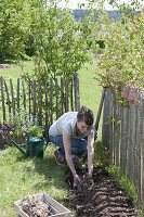 Planting dahlias in flower bed