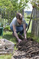 Planting dahlias in flower bed