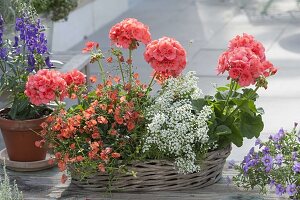 Pelargonium zonale Classic Line 'Noblesse' (Stehende Geranien)