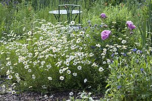 Leucanthemum vulgare (Margeriten), Paeonia (Pfingstrosen)