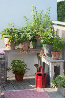 Erdbeeren (Fragaria), Oregano(Origanum) und Minze