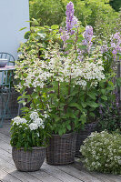 Hydrangea paniculata 'Tardiva' (Rispenhortensie)