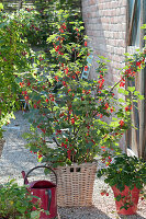 Red currant 'Jonkher Van Tets'