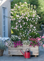 Rosa 'Rosenholm' in the self-made wooden box as privacy screen