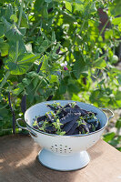 Enamelled strainer with freshly picked capuchin peas 'Blauschokkers'