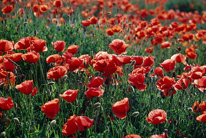 Papaver rhoeas field of poppies 02