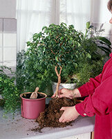 Ficus wiandii von Erde auf Hydrokultur umstellen